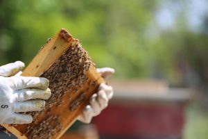Propolis wondermiddel: goudgeel natuurlijk product gemaakt door bijen voor immuniteit en wondgenezing